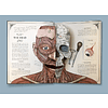 Книга на английском языке "The Human", Richard Walker - 3