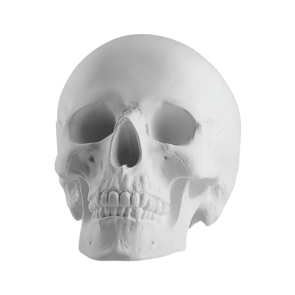 Гипсовая модель "Череп анатомический"