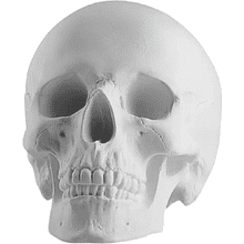 Гипсовая модель "Череп анатомический"