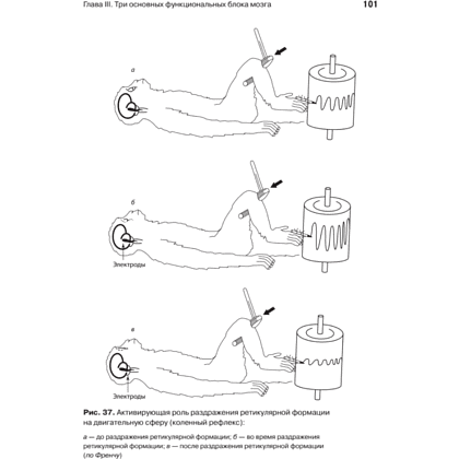 Книга "Основы нейропсихологии", Александр Лурия - 13