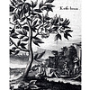 Книга "Большая книга кофе", Стивенсон Т. - 7