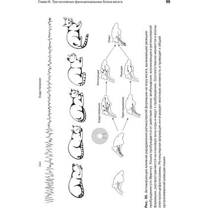 Книга "Основы нейропсихологии", Александр Лурия - 11