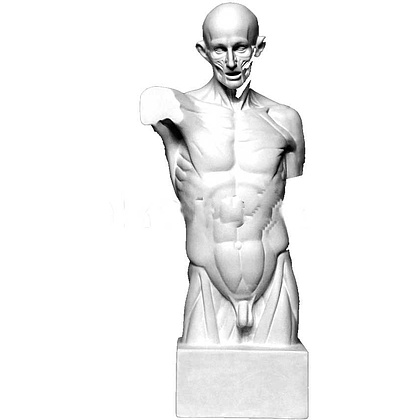 Гипсовая модель "Торс экорше Гудона"